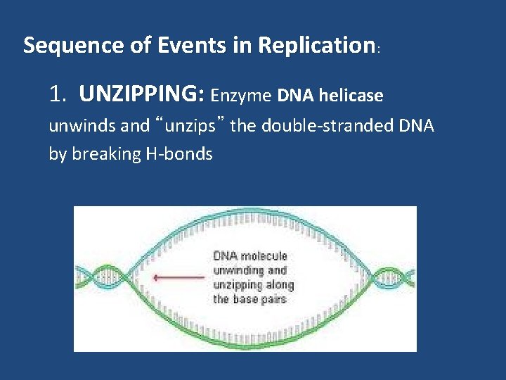 Sequence of Events in Replication: 1. UNZIPPING: Enzyme DNA helicase unwinds and “unzips” the