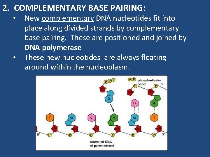 2. COMPLEMENTARY BASE PAIRING: • • New complementary DNA nucleotides fit into place along