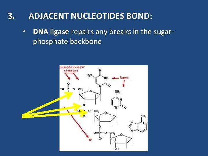 3. ADJACENT NUCLEOTIDES BOND: • DNA ligase repairs any breaks in the sugarphosphate backbone