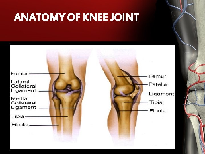 ANATOMY OF KNEE JOINT ANATOMY OF KNEE JOINT