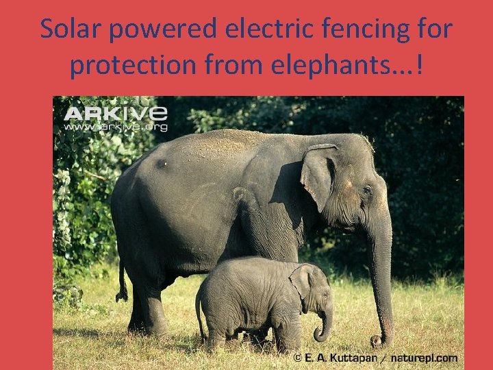 Solar powered electric fencing for protection from elephants. . . ! 