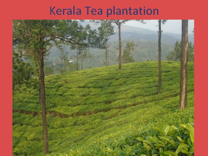 Kerala Tea plantation 
