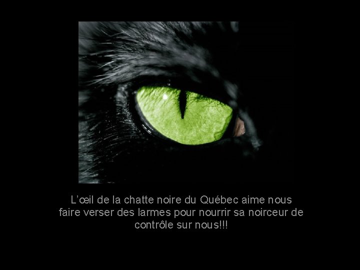 L’œil de la chatte noire du Québec aime nous faire verser des larmes pour