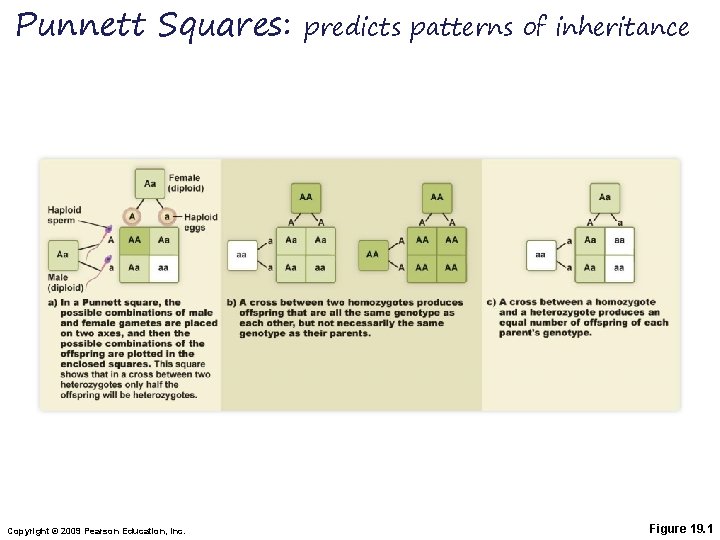 Punnett Squares: Copyright © 2009 Pearson Education, Inc. predicts patterns of inheritance Figure 19.