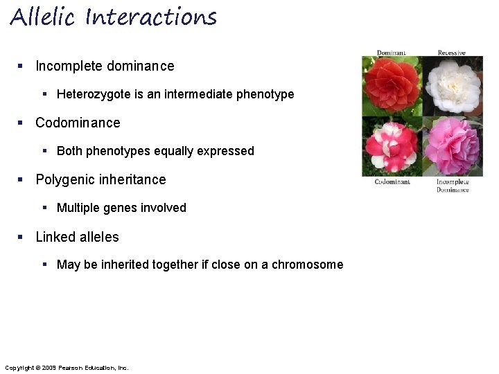 Allelic Interactions § Incomplete dominance § Heterozygote is an intermediate phenotype § Codominance §