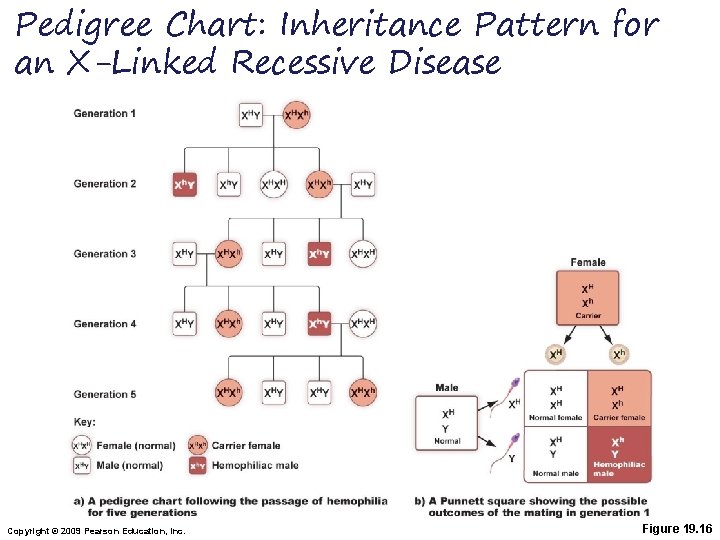 Pedigree Chart: Inheritance Pattern for an X-Linked Recessive Disease Copyright © 2009 Pearson Education,