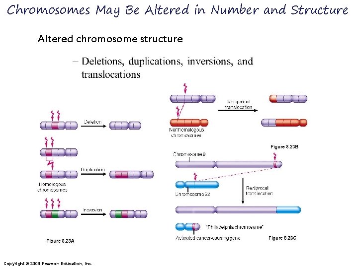 Chromosomes May Be Altered in Number and Structure Altered chromosome structure Copyright © 2009