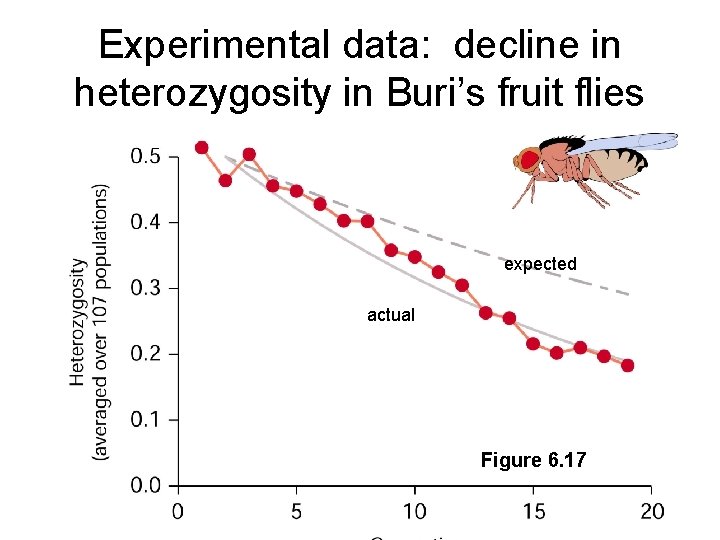 Experimental data: decline in heterozygosity in Buri’s fruit flies expected actual Figure 6. 17
