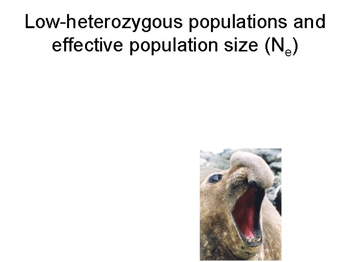 Low-heterozygous populations and effective population size (Ne) 