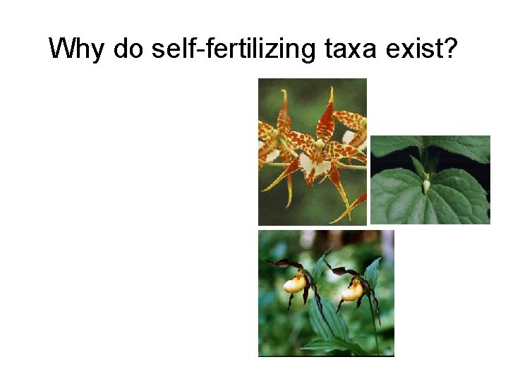Why do self-fertilizing taxa exist? 