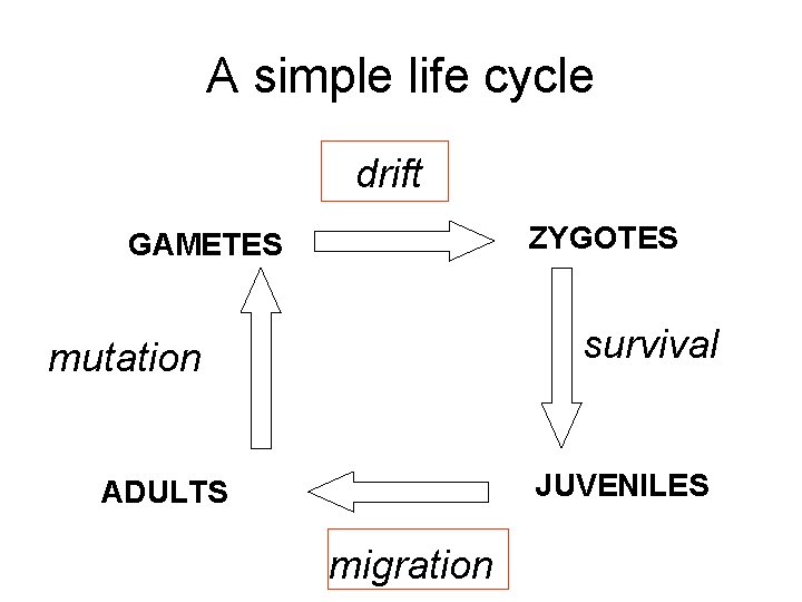 A simple life cycle drift ZYGOTES GAMETES survival mutation JUVENILES ADULTS migration 