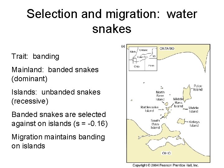 Selection and migration: water snakes Trait: banding Mainland: banded snakes (dominant) Islands: unbanded snakes