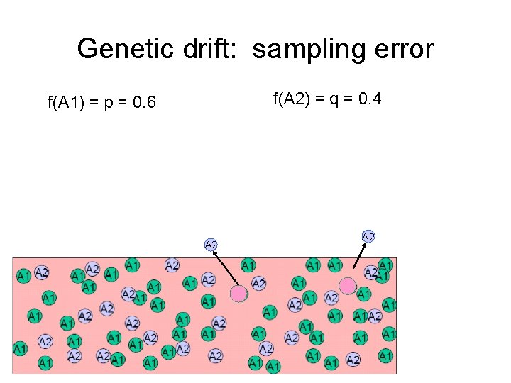Genetic drift: sampling error f(A 2) = q = 0. 4 f(A 1) =