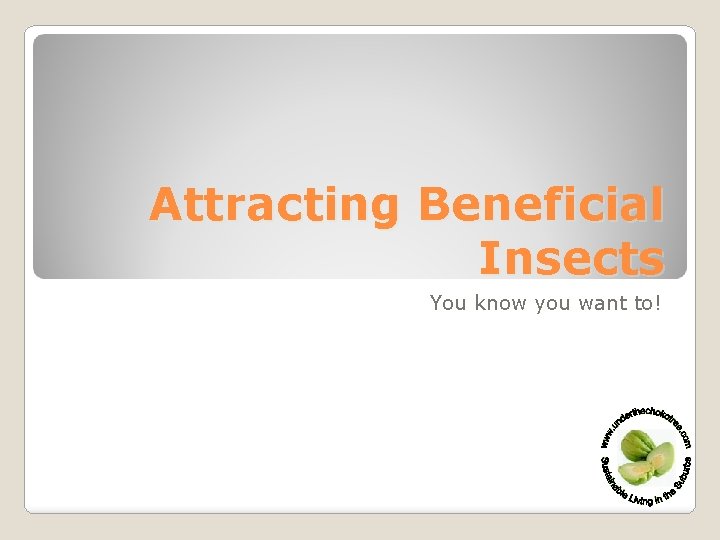 Attracting Beneficial Insects You know you want to! 