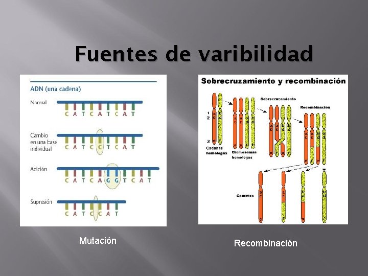 Fuentes de varibilidad Mutación Recombinación 