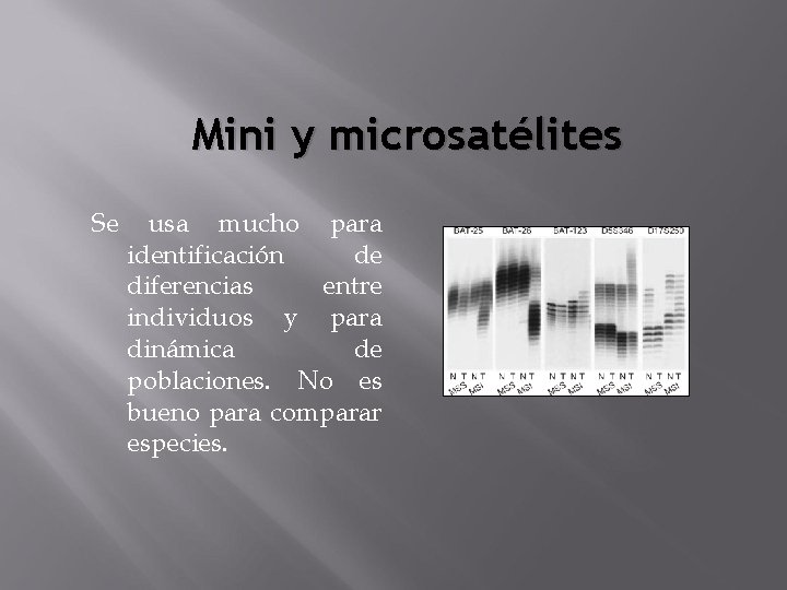 Mini y microsatélites Se usa mucho para identificación de diferencias entre individuos y para