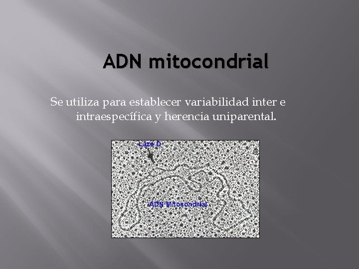 ADN mitocondrial Se utiliza para establecer variabilidad inter e intraespecífica y herencia uniparental. 