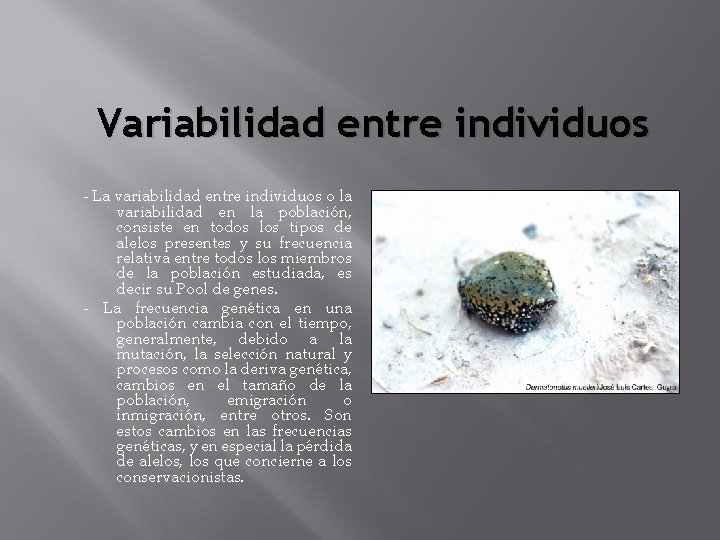 Variabilidad entre individuos - La variabilidad entre individuos o la variabilidad en la población,