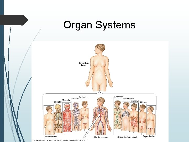 Organ Systems 