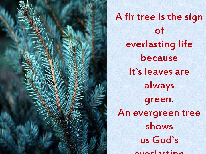 A fir tree is the sign of everlasting life because It`s leaves are always