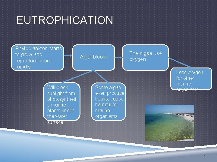 EUTROPHICATION Phytoplankton starts to grow and reproduce more rapidly Will block sunlight from photosyntheti