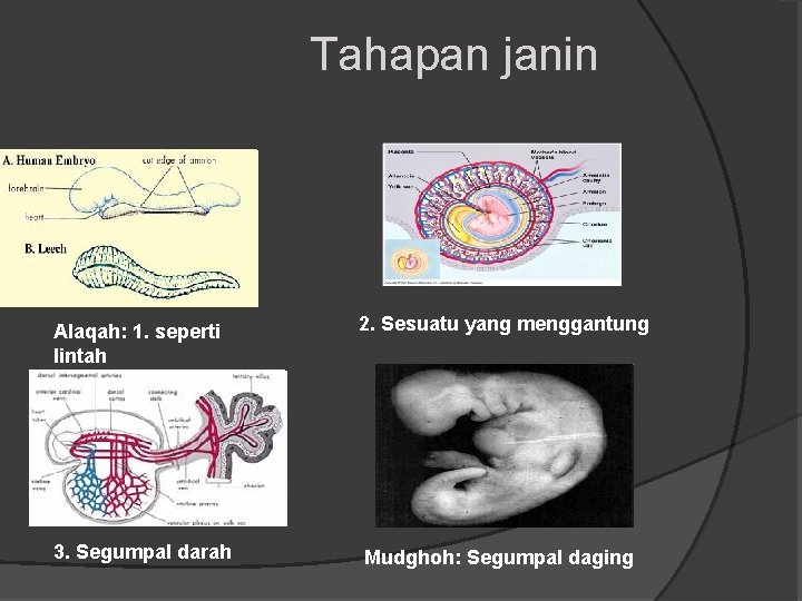 Tahapan janin Alaqah: 1. seperti lintah 2. Sesuatu yang menggantung 3. Segumpal darah Mudghoh: