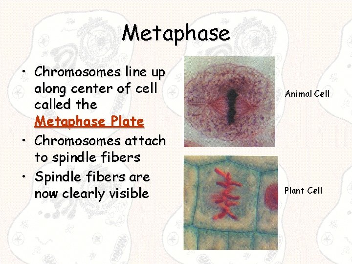 Metaphase • Chromosomes line up along center of cell called the Metaphase Plate •