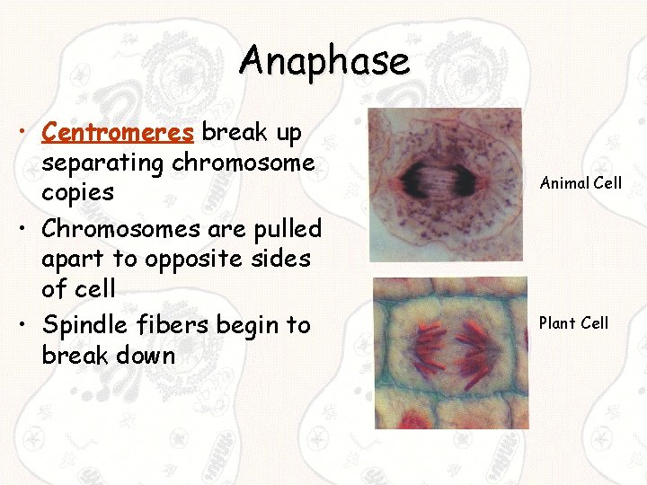 Anaphase • Centromeres break up separating chromosome copies • Chromosomes are pulled apart to