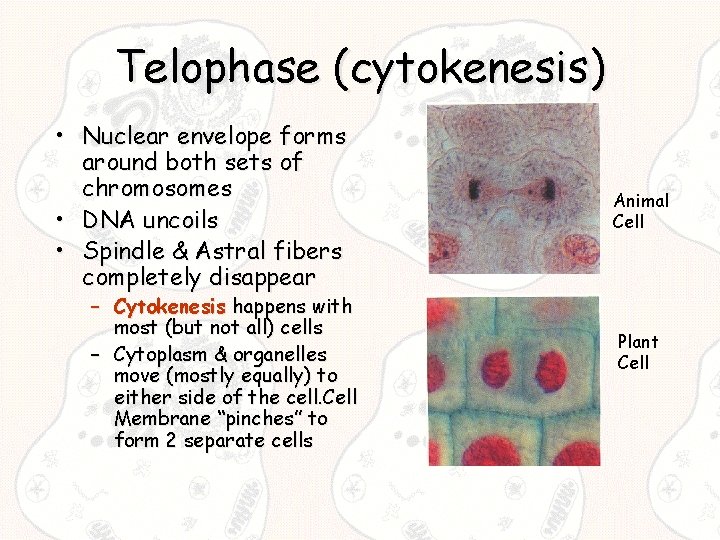 Telophase (cytokenesis) • Nuclear envelope forms around both sets of chromosomes • DNA uncoils