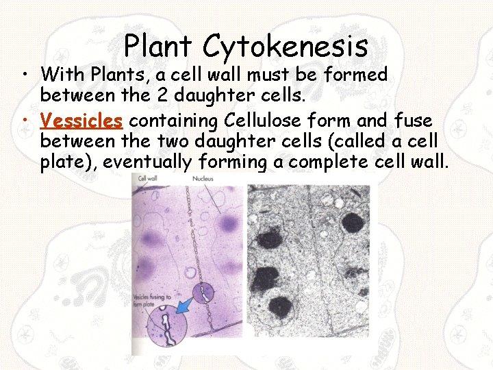 Plant Cytokenesis • With Plants, a cell wall must be formed between the 2