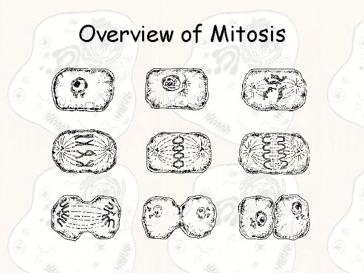 Overview of Mitosis 