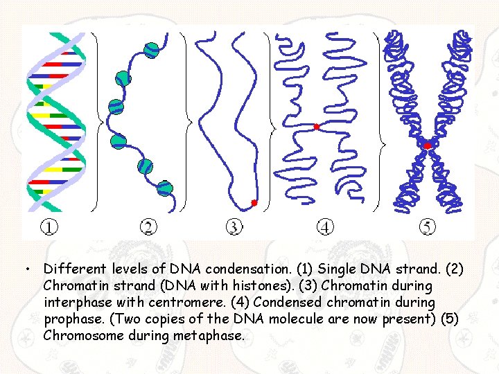  • Different levels of DNA condensation. (1) Single DNA strand. (2) Chromatin strand