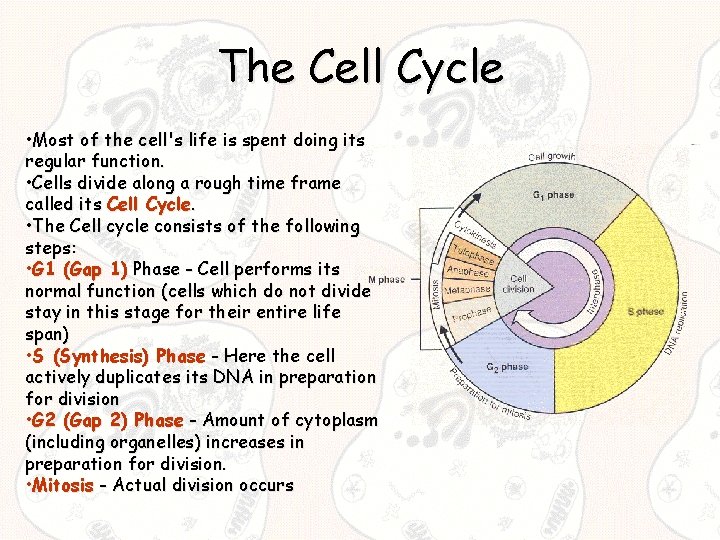 The Cell Cycle • Most of the cell's life is spent doing its regular