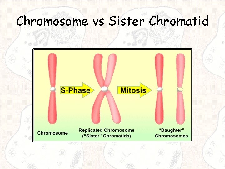 Chromosome vs Sister Chromatid 