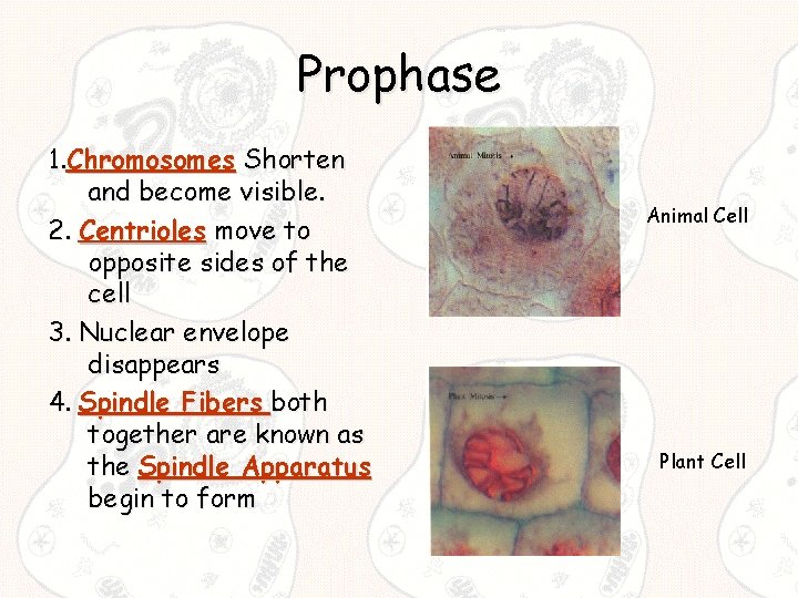 Prophase 1. Chromosomes Shorten and become visible. 2. Centrioles move to opposite sides of