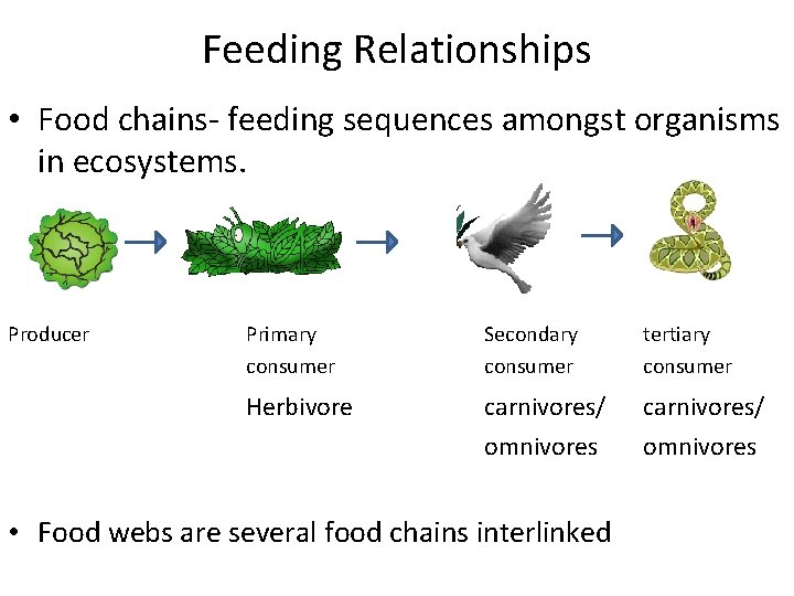 Feeding Relationships • Food chains- feeding sequences amongst organisms in ecosystems. Producer Primary consumer