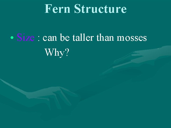 Fern Structure • Size : can be taller than mosses Why? 
