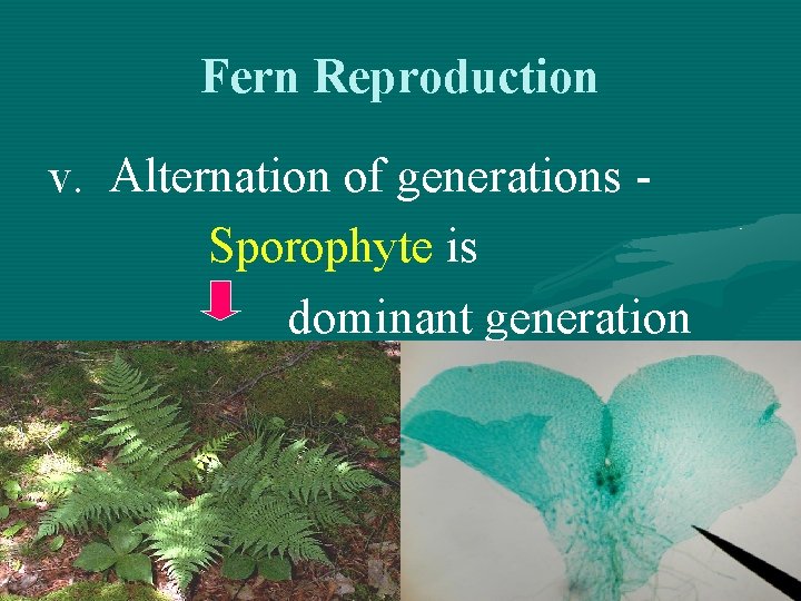 Fern Reproduction v. Alternation of generations Sporophyte is dominant generation 
