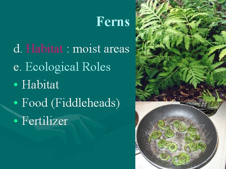 Ferns d. Habitat : moist areas e. Ecological Roles • Habitat • Food (Fiddleheads)