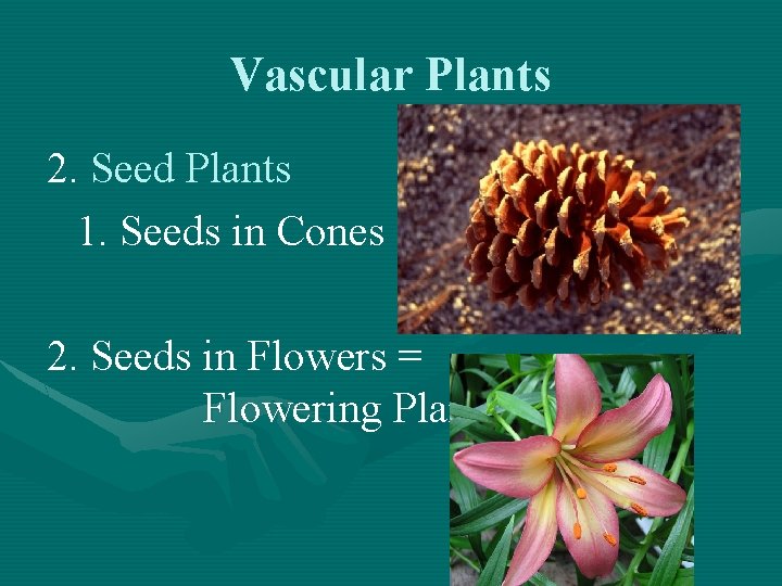 Vascular Plants 2. Seed Plants 1. Seeds in Cones 2. Seeds in Flowers =