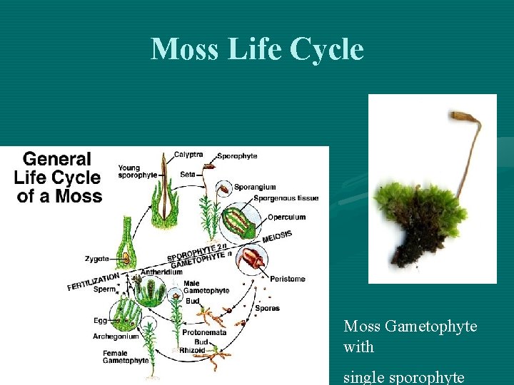 Moss Life Cycle Moss Gametophyte with single sporophyte 
