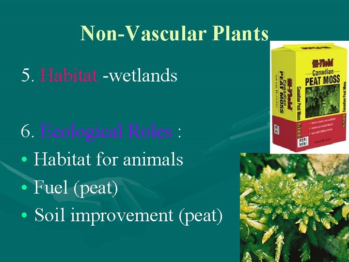Non-Vascular Plants 5. Habitat -wetlands 6. Ecological Roles : • Habitat for animals •
