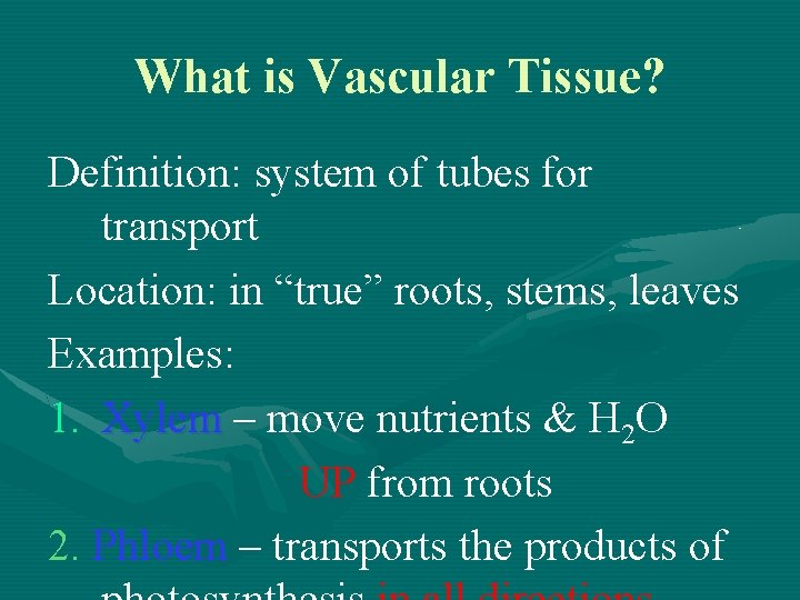 What is Vascular Tissue? Definition: system of tubes for transport Location: in “true” roots,