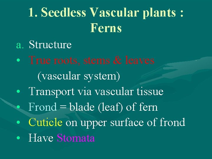 1. Seedless Vascular plants : Ferns a. Structure • True roots, stems & leaves