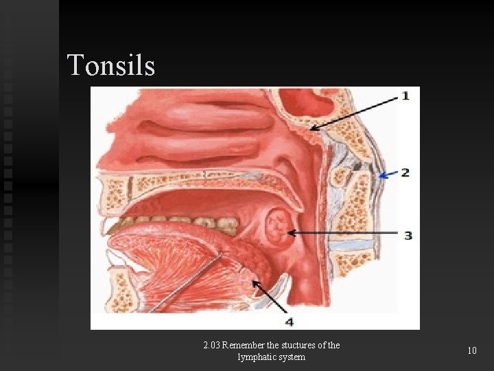 Tonsils 2. 03 Remember the stuctures of the lymphatic system 10 