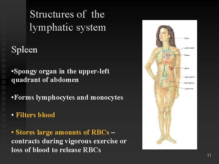 Structures of the lymphatic system Spleen • Spongy organ in the upper-left quadrant of