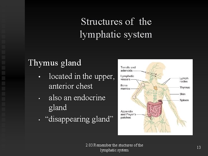 Structures of the lymphatic system Thymus gland • • • located in the upper,