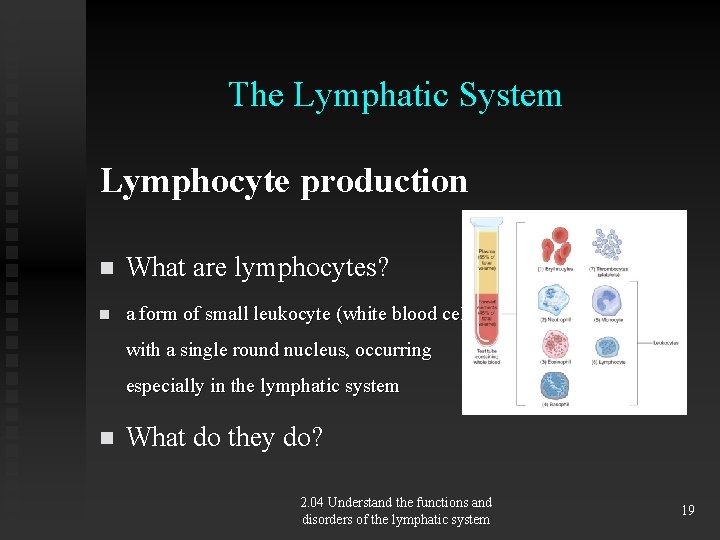 The Lymphatic System Lymphocyte production n What are lymphocytes? n a form of small