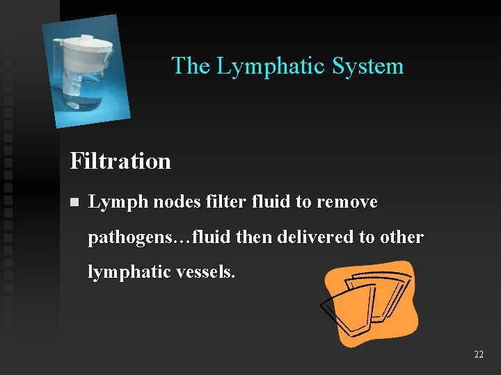 The Lymphatic System Filtration n Lymph nodes filter fluid to remove pathogens…fluid then delivered