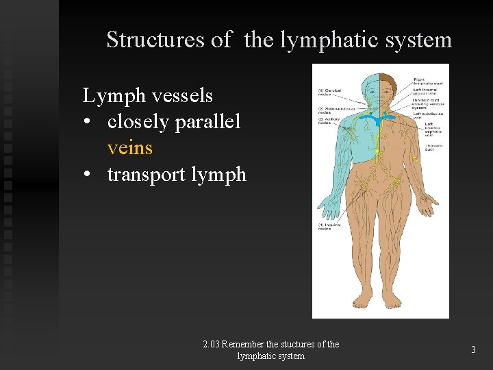 Structures of the lymphatic system Lymph vessels • closely parallel veins • transport lymph